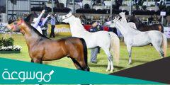 بطولة الملك عبدالعزيز لجمال الخيل بالمملكة