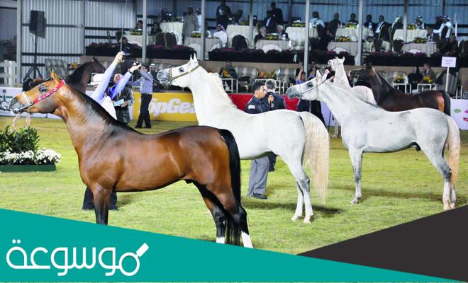 بطولة الملك عبدالعزيز لجمال الخيل بالمملكة