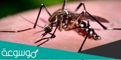 كم قلب للبعوضة واضرارها