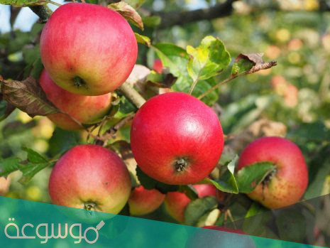 تفسير اكل التفاح في المنام