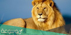 تفسير الأحلام أسد في المنام
