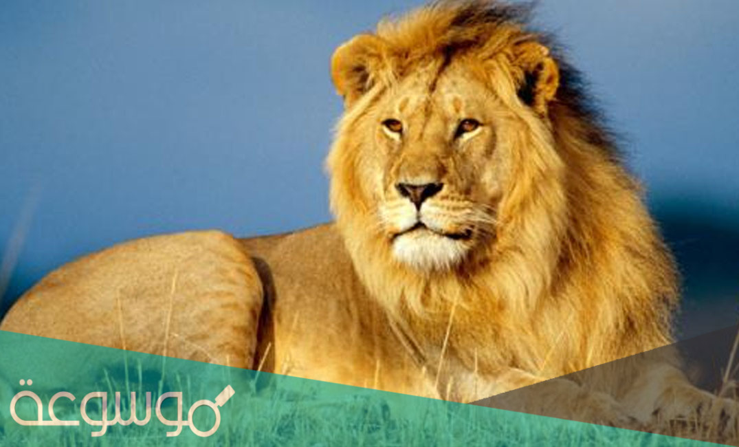 تفسير الأحلام أسد في المنام