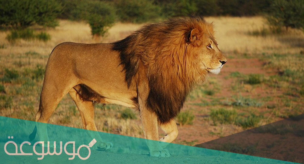 تفسير الاحلام الأسد بالتفصيل