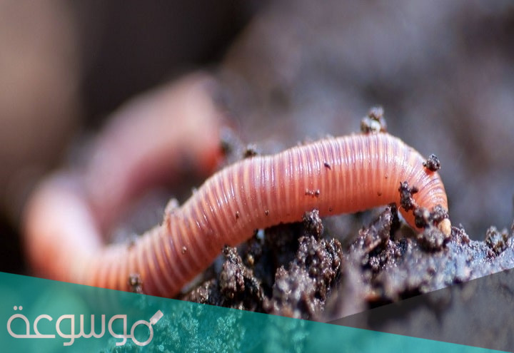 تفسير الدود في المنام للعزباء