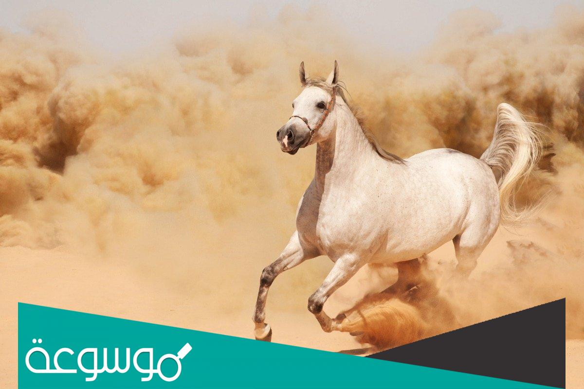 تفسير رؤية الحصان الأبيض الهائج ومعناه في المنام حسب تفسير لابن سيرين