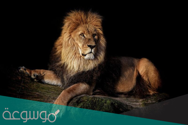 تفسير حلمت بأسد وثلاث طيور