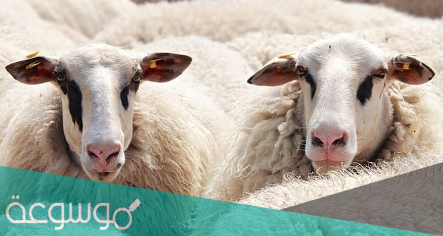 تفسير رؤية الغنم في المنام