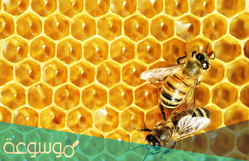تفسير رؤية النحل في المنام