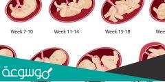 أسباب زيادة ونقص نشاط الجنين داخل الرحم 2022