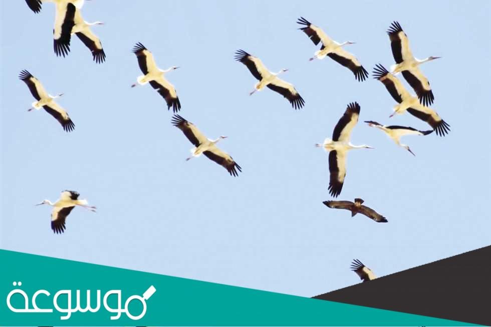 جدول الطيور المهاجرة 1443 ومواسمها بالتفصيل