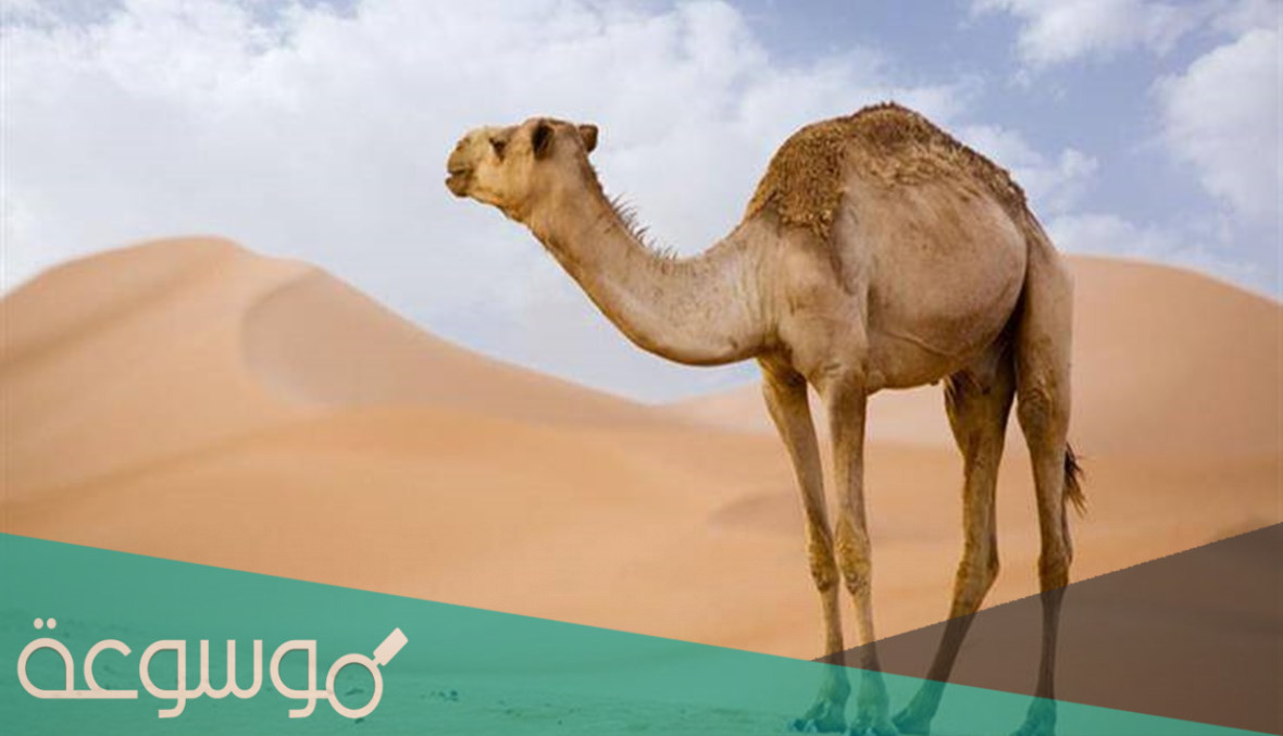 لماذا الجمل يخرج معدته