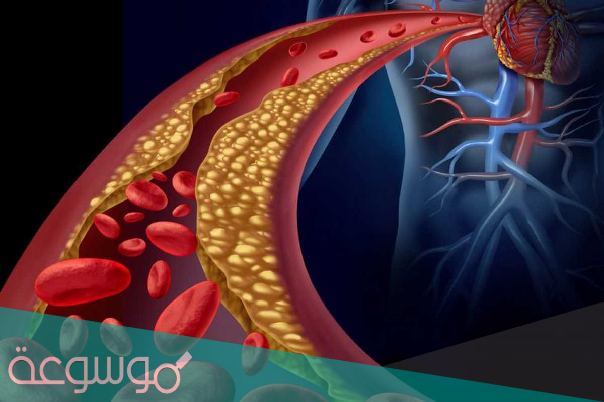 حدد مظهر النسيج العضلي المكون للقلب وصفه