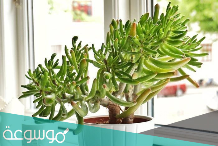 حقائق و معلومات علمية عن النباتات