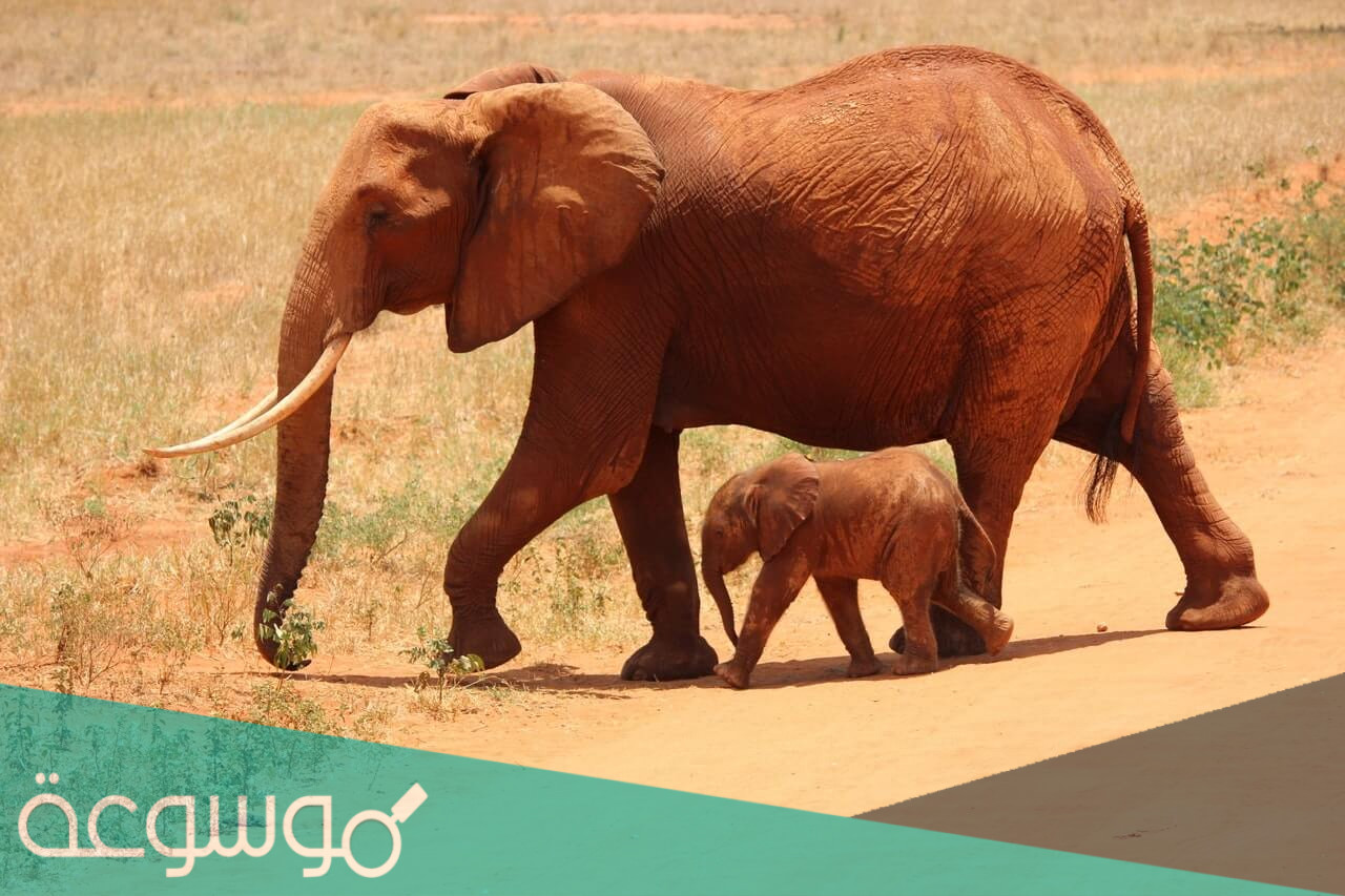 حيوان كان قائد جيش من الجيوش من هو