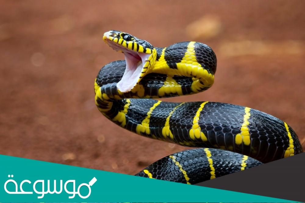 حيوانات ليس لها اذان