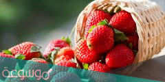 دراسات حديثة وأبحاث عن فاكهة الفراولة