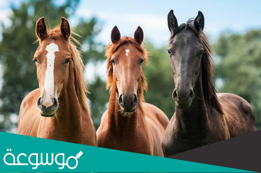 دورة حياة الخيل