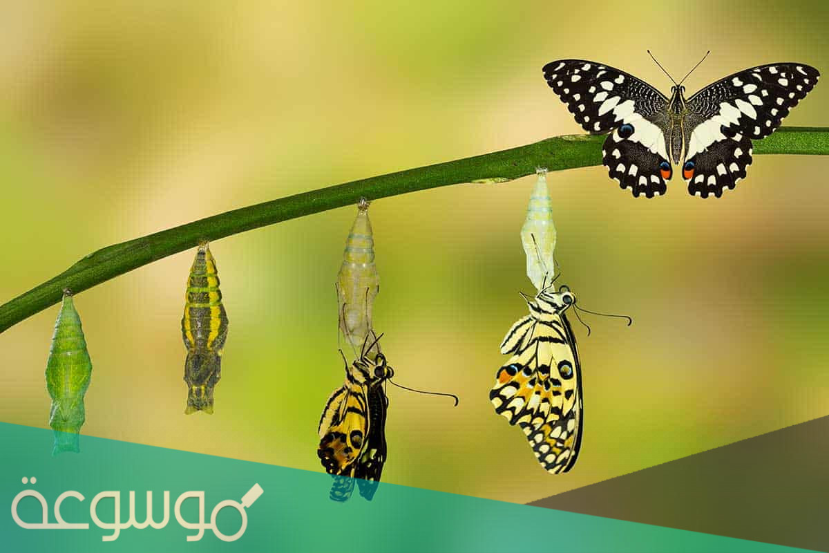 دورة حياة الفراشة من البيضة و حتى الحشرة الكاملة