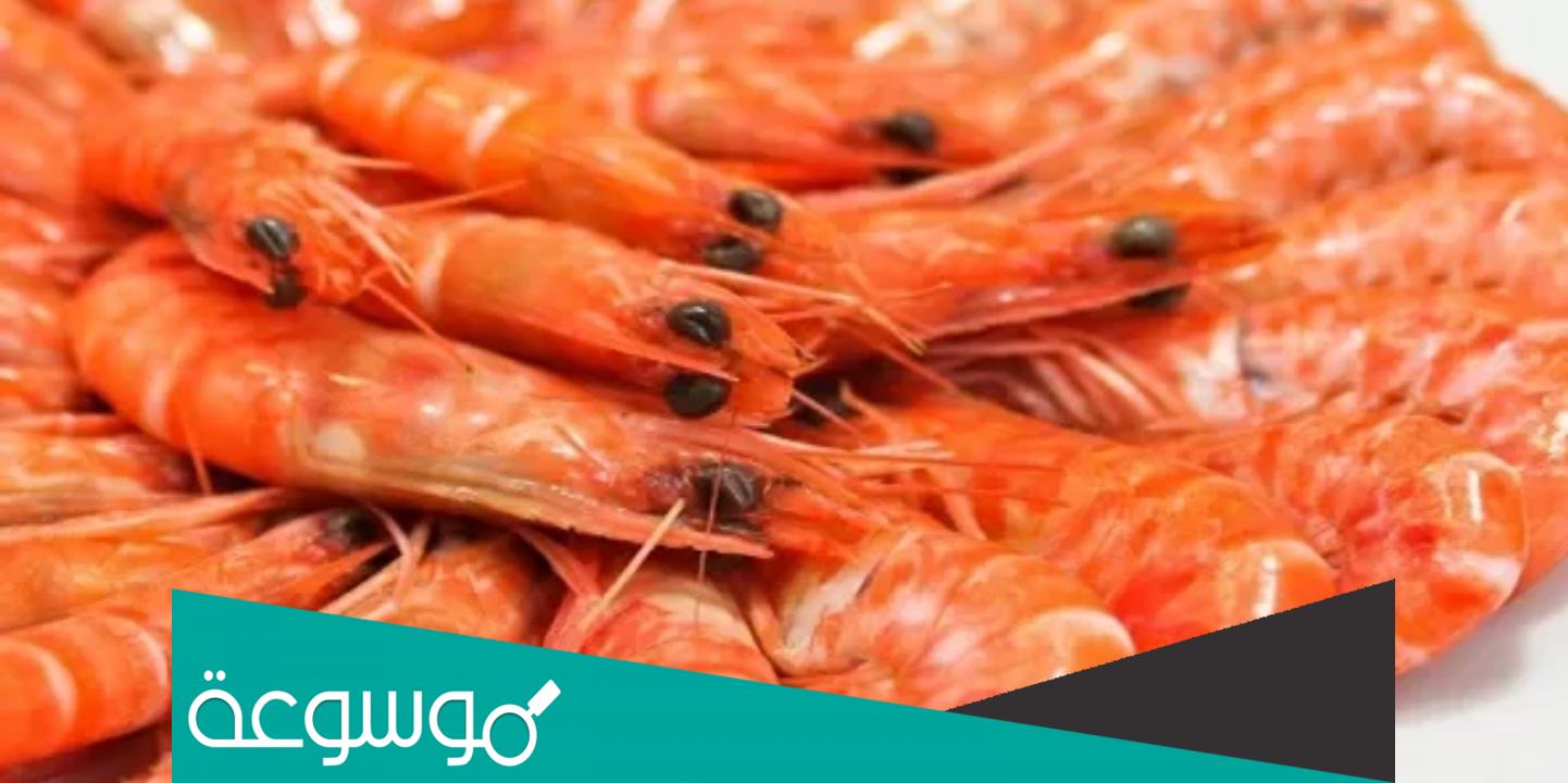 تفسير حلم الجمبري في المنام للعزباء وتفسيرات مختلفة