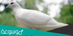 ما تفسير رؤية الحمام في المنام ودلالاته
