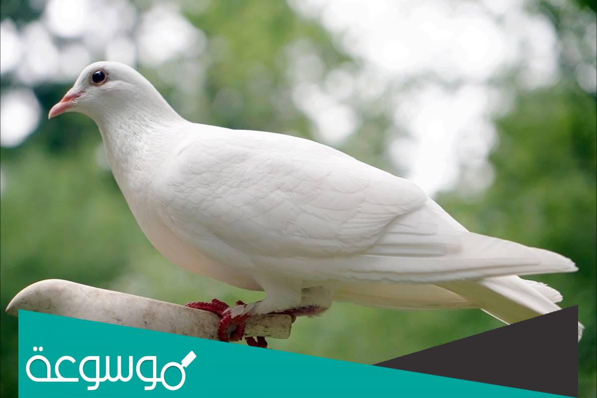تفسير رؤية الحمام في المنام ودلالاته