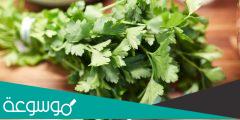 فوائد البقدونس لعلاج التهاب المعدة