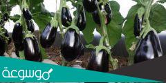 كيفية زراعة الباذنجان في المنزل