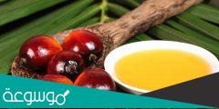 هل زيت النخيل له تاثير ضار بالبيئة