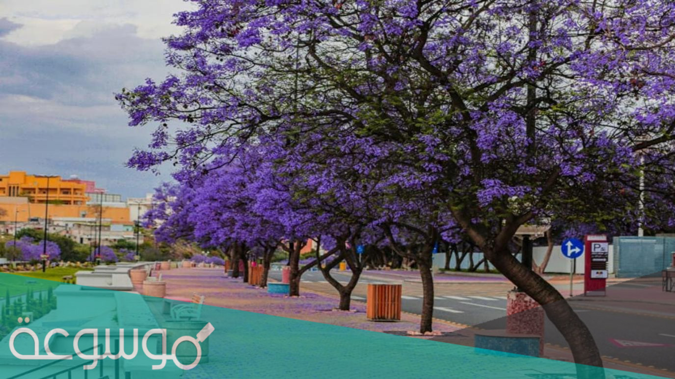 سبب تسمية أبها عروس المصايف