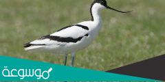 طائر النكات الطائر المائي (AVOCET)