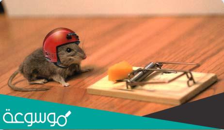 طريقة التخلص من الفئران نهائيا