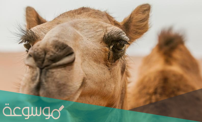 طريقة التسجيل في مسابقة الفحل 1443