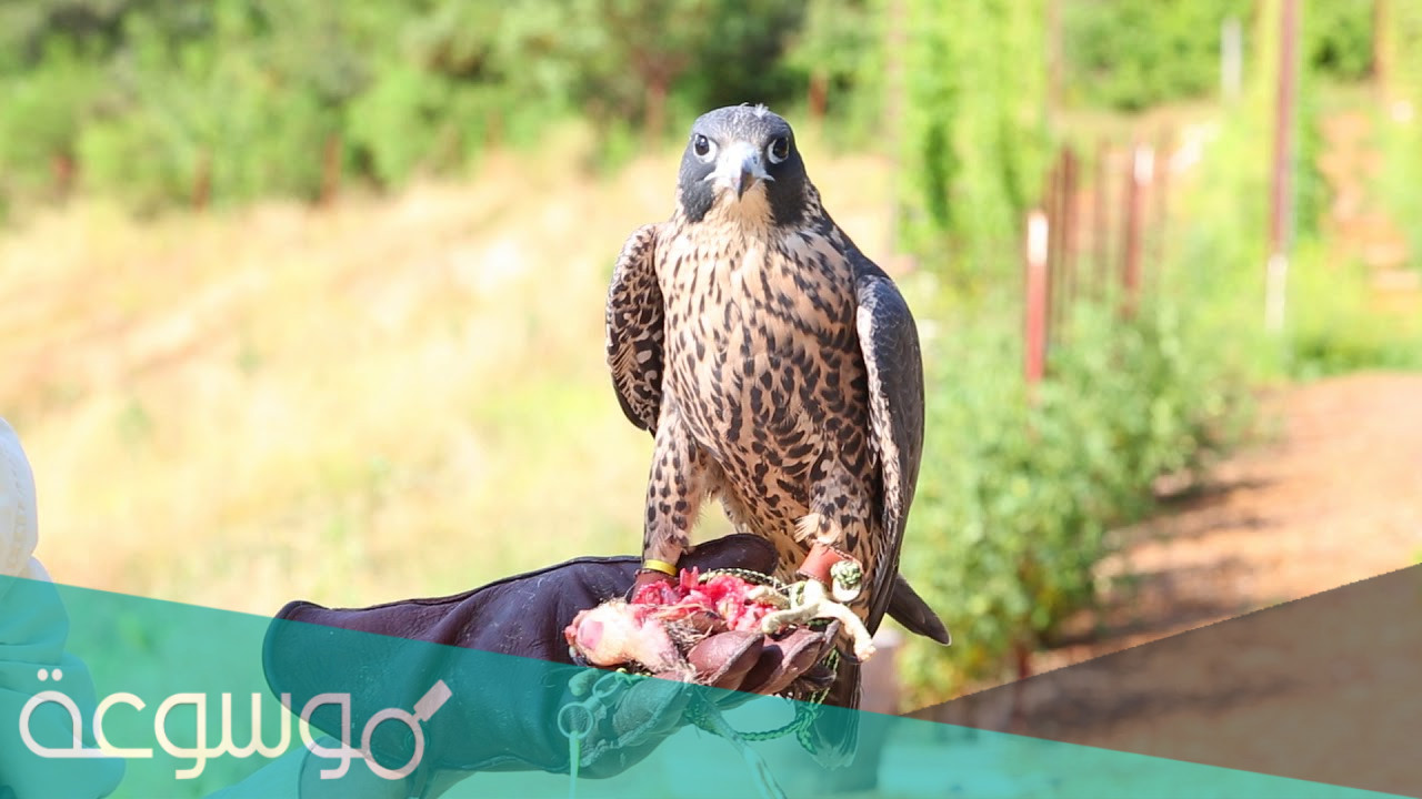 طريقة تربية الصقور