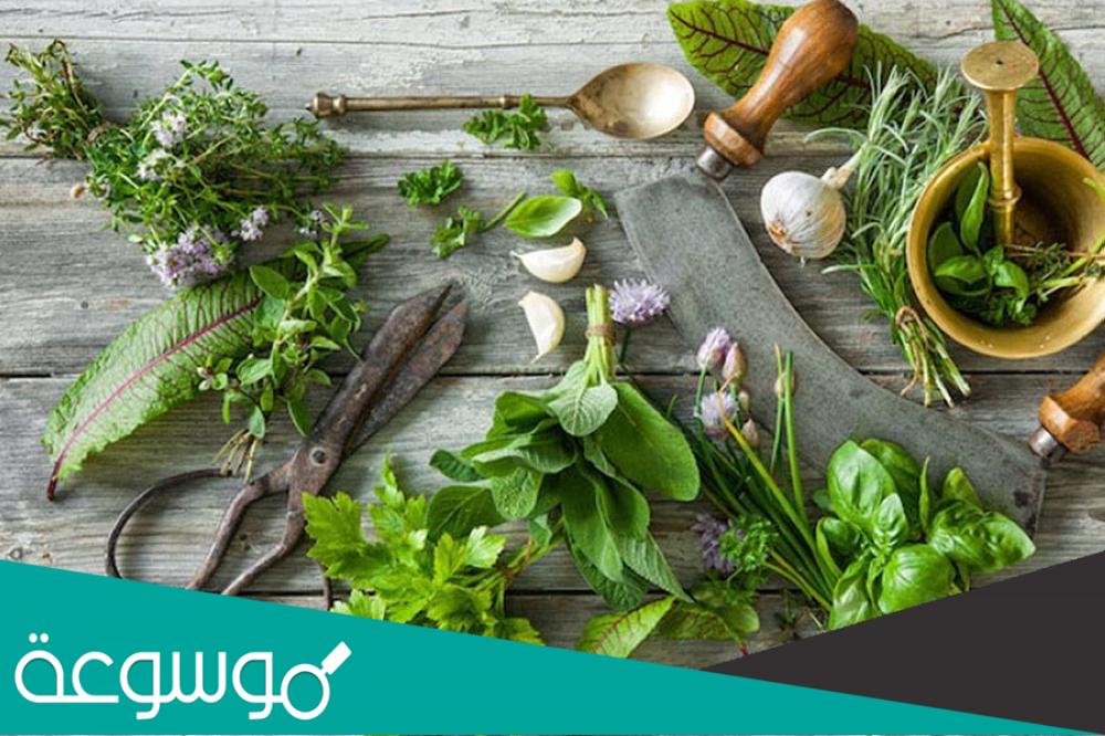 علاج ارتفاع الكيرياتينين بالأعشاب