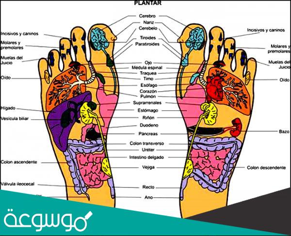 علم المنعكسات وأمراض المناعة Reflexology