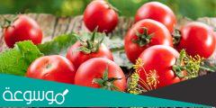 فوائد الطماطم لعلاج سرطان المعدة