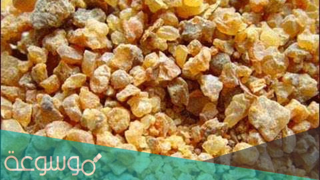 فوائد العنزروت جابر القحطاني لتعزيز المناعة ومكافحة الأمراض للنساء والرجال