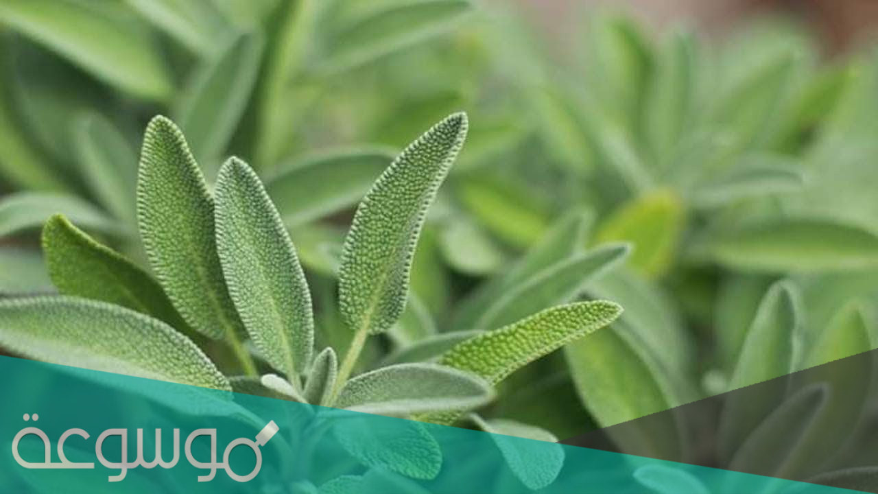 فوائد الميرمية لتكبير الثدي