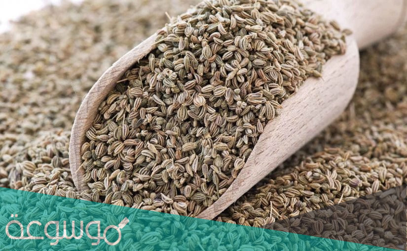 فوائد بذور الكرفس وقيمتها الغذائية