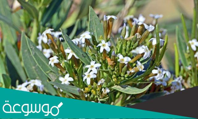 فوائد زيت الحرمل للمفاصل 