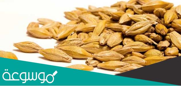 فوائد عشبة الهند شعيرة