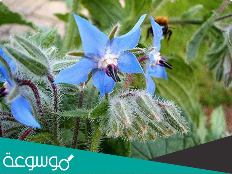 فوائد عشبة لسان الثور و قيمتها الغذائية