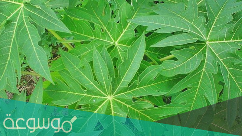 فوائد لا تصدق لمستخلص أوراق البابايا