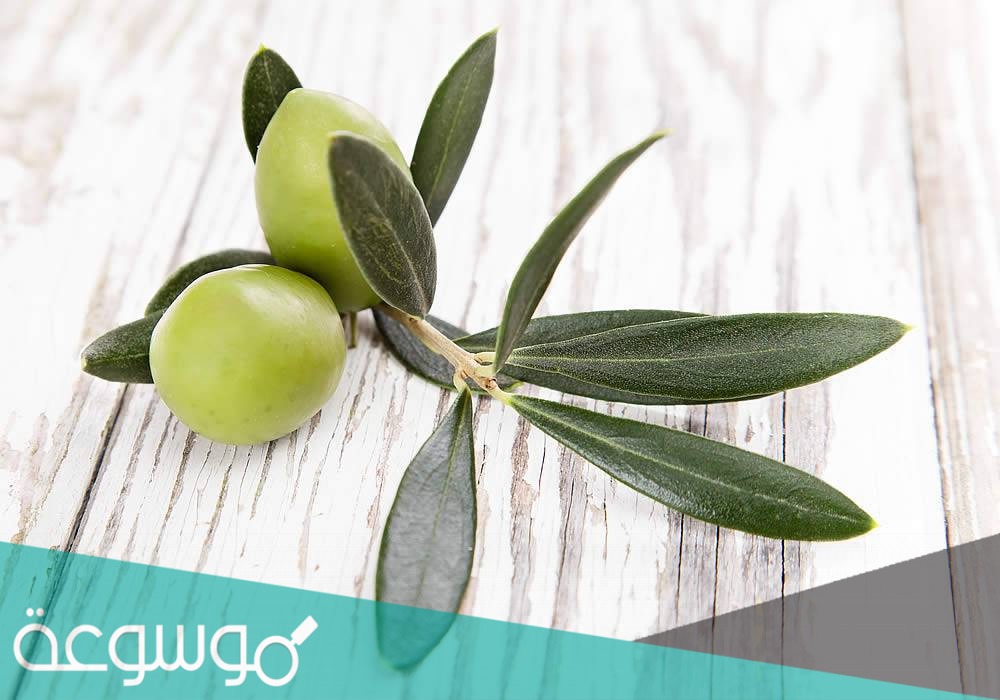 فوائد مغلي ورق الزيتون الصحية