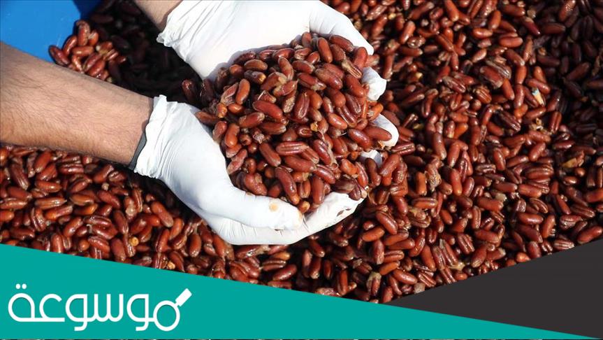 فوائد نوى البلح
