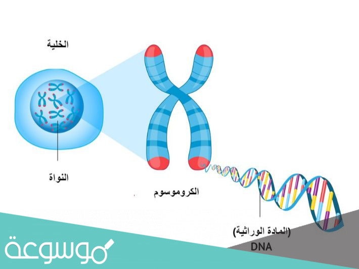 كم عدد الكروموسومات في جسم الانسان