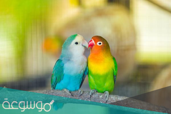 كم عدد حجرات القلب في الطيور