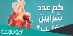 كم عدد شرايين القلب وأسمائها ومكانها