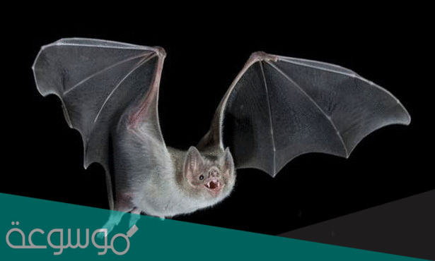 كيف تتجنب الخفافيش العوائق