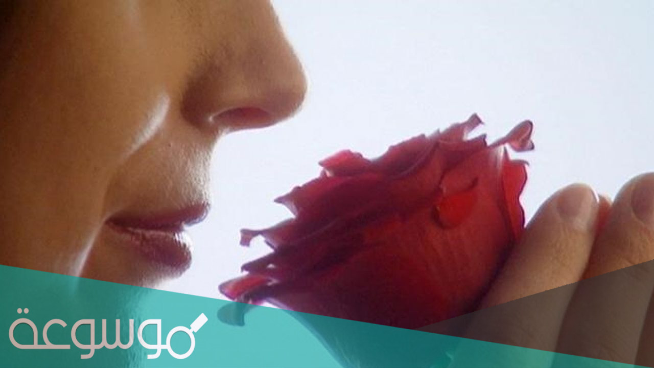 كيف تحدث عملية الشم وما أهميتها